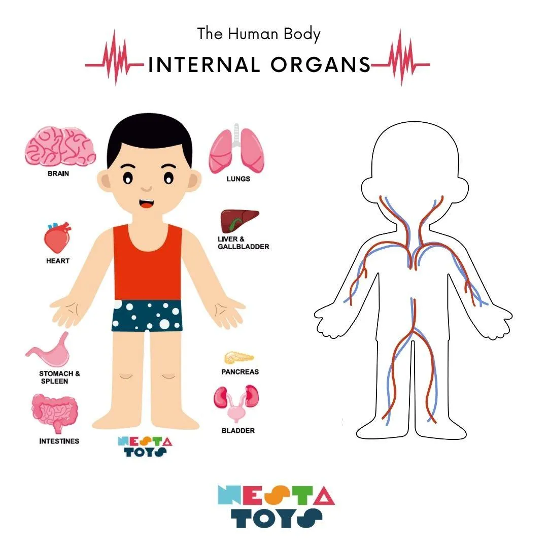Nesta Toys Wooden Human Body Anatomy Puzzle 14 Pcs - Montessori Puzzle for Preschoolers and Kids Ages 3 