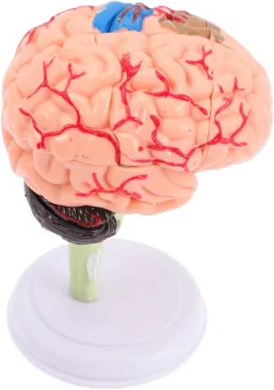 Office Non Peeling Color Great Teaching Tool VANZACK Brain Anatomy Model for Human Body Model archaeologist Latin insufficient for Educational Use for Anatomy Classrooms Doctor 