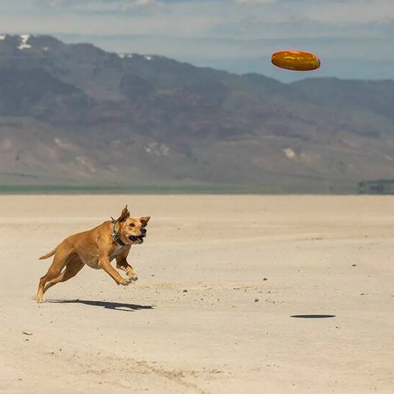 Ruffwear Camp Flyer