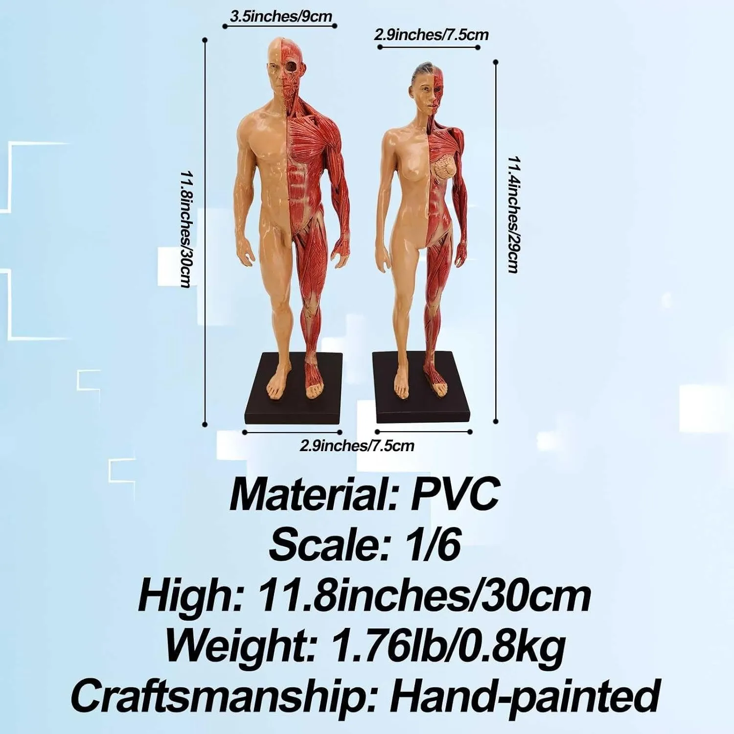 Skeleton Model with Base and Clear Muscle Texture Suitable for Art Medicine Sports Physiotherapy(Female) 1/6 facility categorize chemistry Life Size 11.8''/30cm Human Anatomy Muscle 