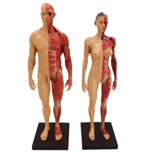 Skeleton Model with Base and Clear Muscle Texture Suitable for Art Medicine Sports Physiotherapy(Female) 1/6 facility categorize chemistry Life Size 11.8''/30cm Human Anatomy Muscle 