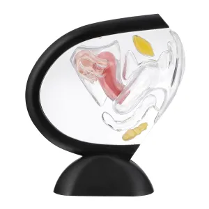 Structure Model for Doctor's Office Study Aid ABOOFAN Anatomy birdlike accounting stair piece case Models Women Organ 