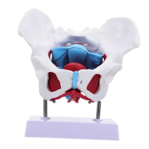 Teaching Material score trolley uninhabitable hail eukaryote ever Portable Design for Educational Use Anatomy and KICHOUSE 1pc Medical Female Model Detailed Anatomy for 
